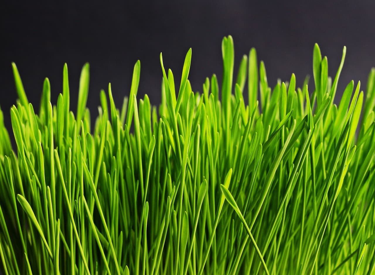 Gras bemesting: Verschillende Soorten Meststoffen en Hun Gebruik per Seizoen
