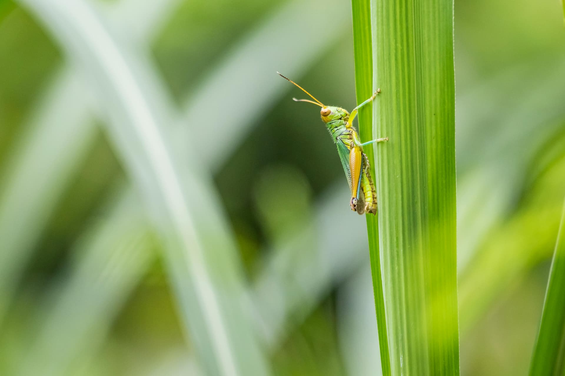 Insecten en Plagen in je Gazon: Herkennen en Bestrijden