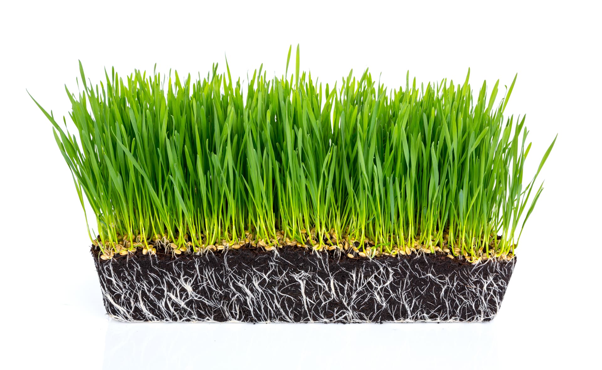 Grasmatten leggen versus gras zaaien: Voor- en nadelen van beide methoden voor je gazonaanleg