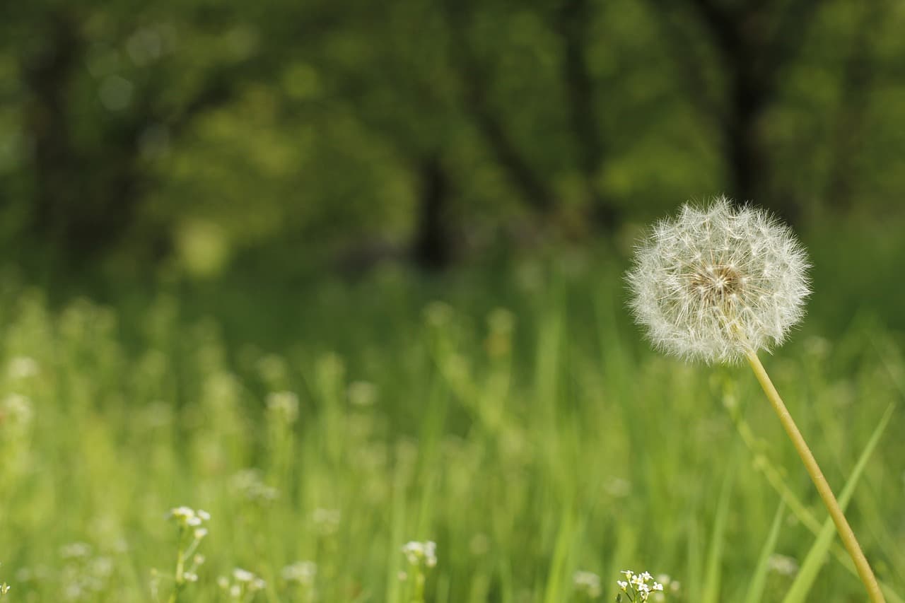 Onkruidbestrijding: Hoe Je Onkruid op een Natuurlijke of Chemische Manier Kunt Aanpakken