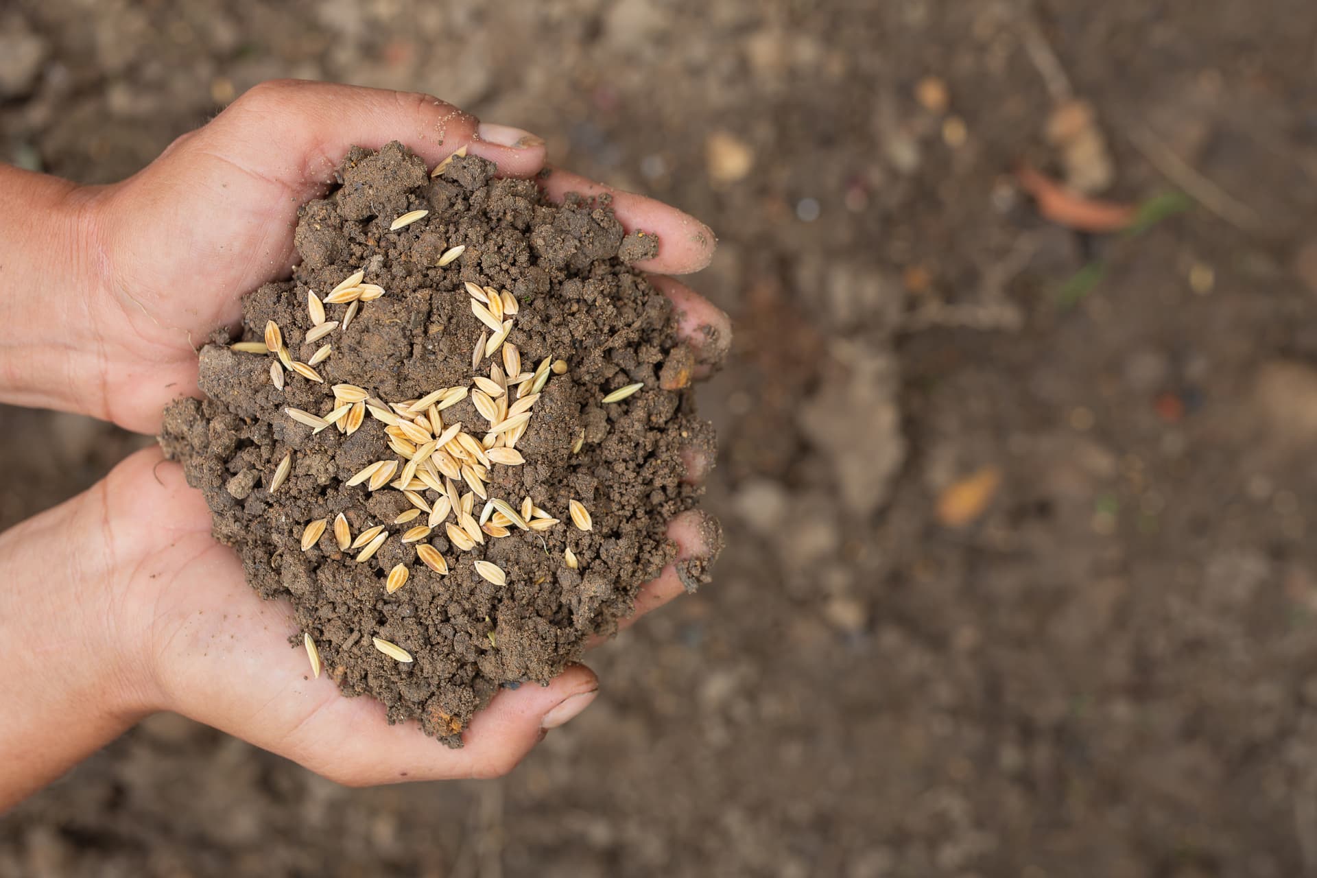 Wanneer en hoe gras zaaien: Ideale zaaiperiodes, bodemvoorbereiding, zaadselectie